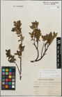 Foto von Salix kitaibeliana Willd. x Salix phylicifolia L.